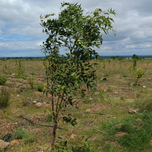 Each Tree, a Step Forward: Nutanix's Agroforest CSR Initiative – 6 months