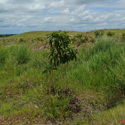 Each Tree, a Step Forward: Nutanix's Agroforest CSR Initiative – 6 months