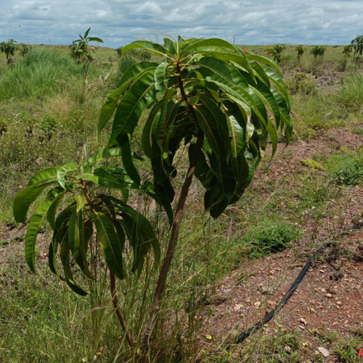 Each Tree, a Step Forward: Nutanix's Agroforest CSR Initiative – 6 months