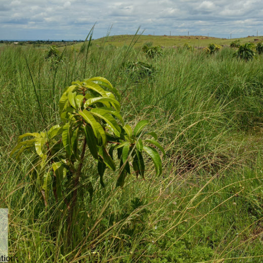 Each Tree, a Step Forward: Nutanix's Agroforest CSR Initiative – 6 months