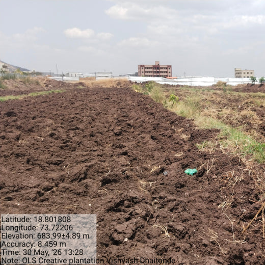 OLS Empowers Sustainability: Engaging Employees Through Agroforestry Tree Plantation – 6 months
