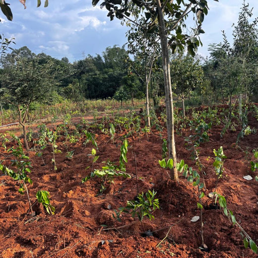 Planting Change: OneAdvanced’s Urban Forest CSR Drive – Planting