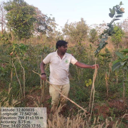 Planting Change: OneAdvanced’s Urban Forest CSR Drive – 1 year