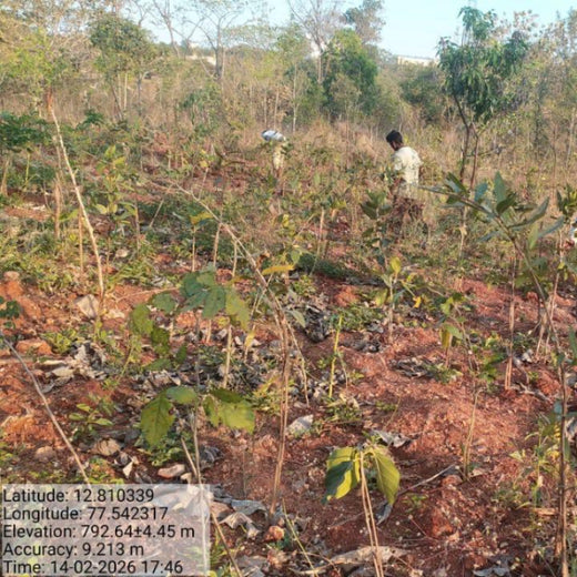 Planting Change: OneAdvanced’s Urban Forest CSR Drive – 1 year