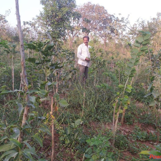 Planting Change: OneAdvanced’s Urban Forest CSR Drive – 1 year