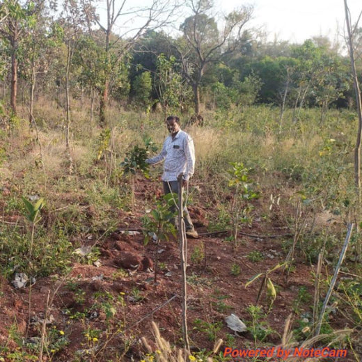 Planting Change: OneAdvanced’s Urban Forest CSR Drive – 1 year