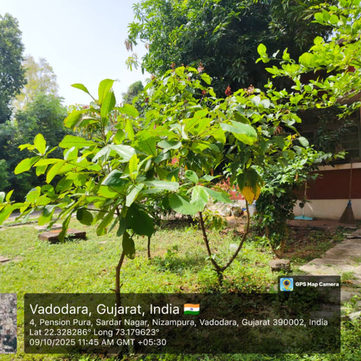 Advancing Sustainability Through OneAdvanced’s CSR Initiative – 1 year