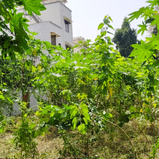 Advancing Sustainability Through OneAdvanced’s CSR Initiative – 1 year