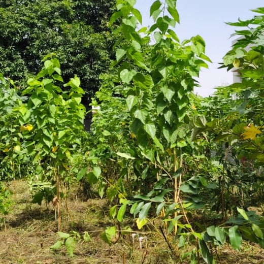 Advancing Sustainability Through OneAdvanced’s CSR Initiative – 1 year