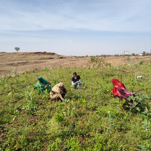 Project Aranyam by Pack8: Growing a Sustainable Community Forest – 1 year