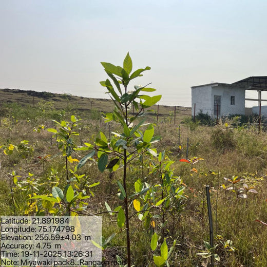 Project Aranyam by Pack8: Growing a Sustainable Community Forest – 3 years