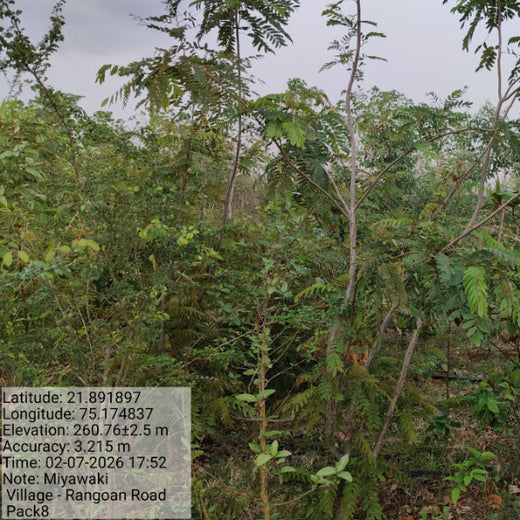 Project Aranyam by Pack8: Growing a Sustainable Community Forest – 3 years