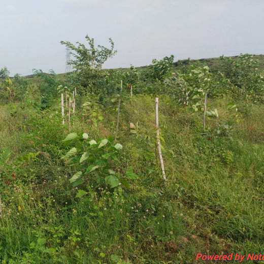 Project Aranyam by Pack8: Growing a Sustainable Community Forest – 2 years