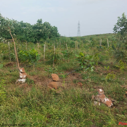 Project Aranyam by Pack8: Growing a Sustainable Community Forest – 2 years