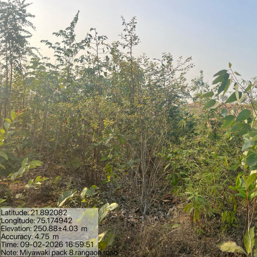 Project Aranyam by Pack8: Growing a Sustainable Community Forest – 3 years