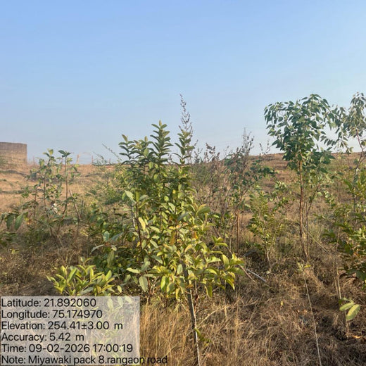 Project Aranyam by Pack8: Growing a Sustainable Community Forest – 3 years