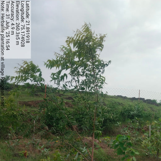 Project Aranyam by Pack8: Growing a Sustainable Community Forest – 2 years