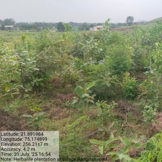 Project Aranyam by Pack8: Growing a Sustainable Community Forest – 2 years