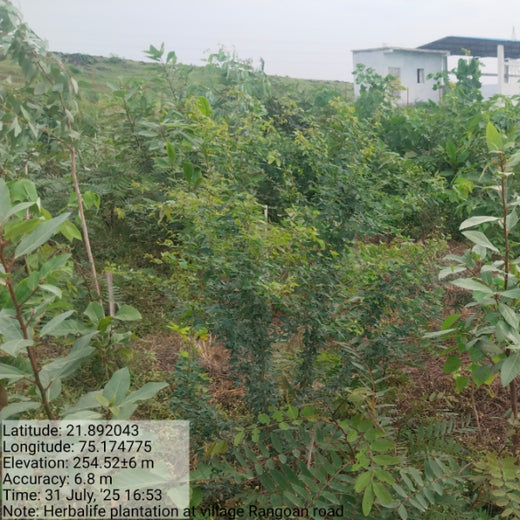Project Aranyam by Pack8: Growing a Sustainable Community Forest – 2 years