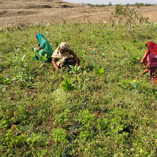 Project Aranyam by Pack8: Growing a Sustainable Community Forest – 1 year
