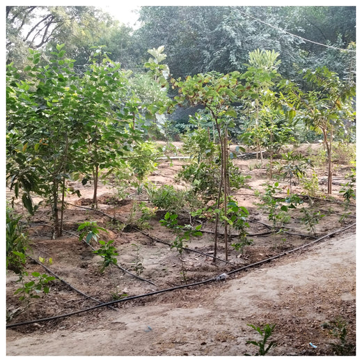 Shaping Tomorrow: Panasonic Green Impact Pledge – 6 months