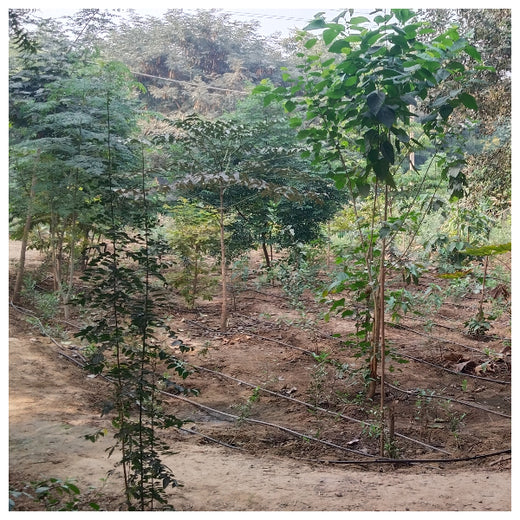 Shaping Tomorrow: Panasonic Green Impact Pledge – 6 months