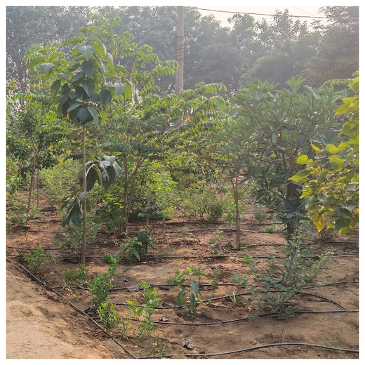 Shaping Tomorrow: Panasonic Green Impact Pledge – 6 months