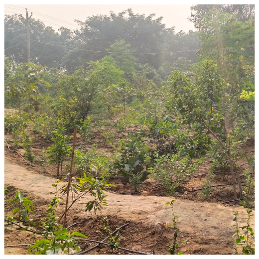 Shaping Tomorrow: Panasonic Green Impact Pledge – 6 months
