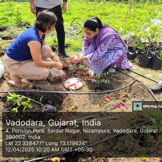 Planting Progress: Peroni Pumps’ Green CSR Drive – Planting