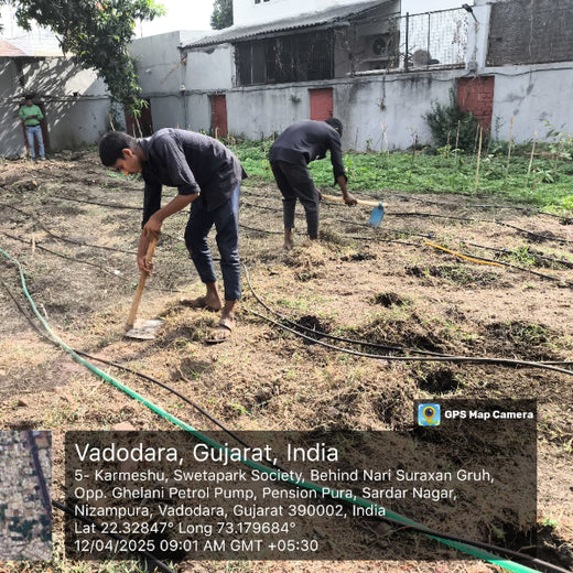 Planting Progress: Peroni Pumps’ Green CSR Drive – Planting