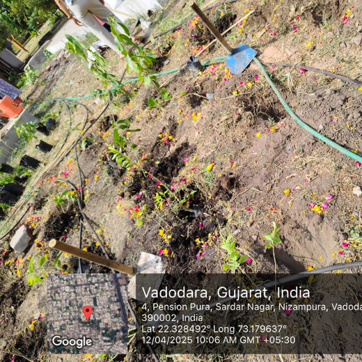 Planting Progress: Peroni Pumps’ Green CSR Drive – Planting