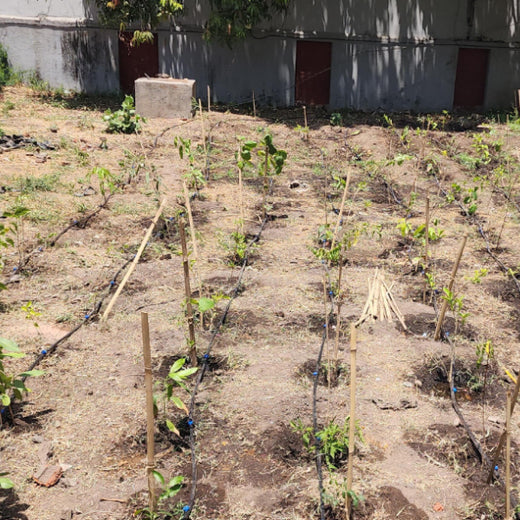 Planting Progress: Peroni Pumps’ Green CSR Drive – Planting