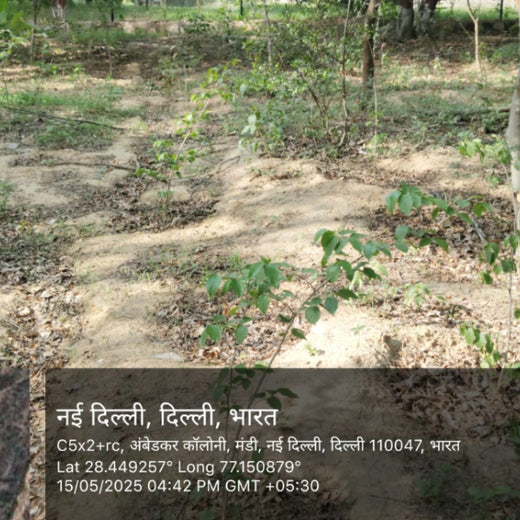 Tech in Bloom: PodTech IO’s Journey to a Greener Future – 1 year