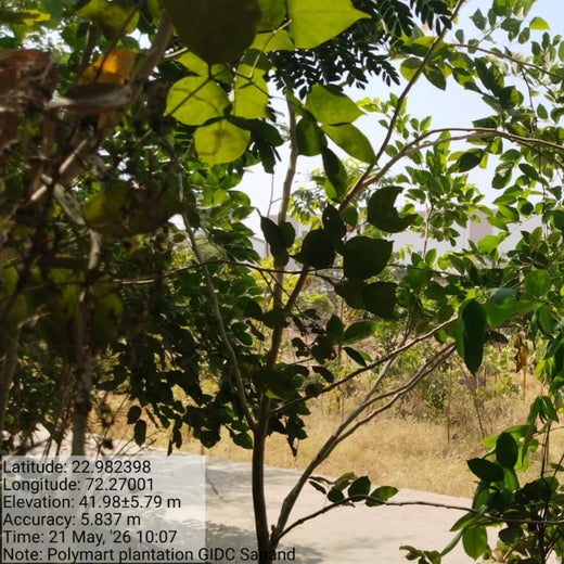 Polymart Plants the Future: Engaging Employees Through Urban Forestry – 1 year