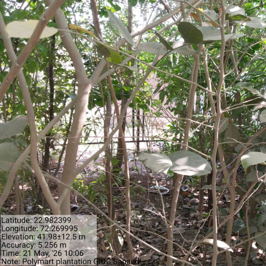 Polymart Plants the Future: Engaging Employees Through Urban Forestry – 1 year