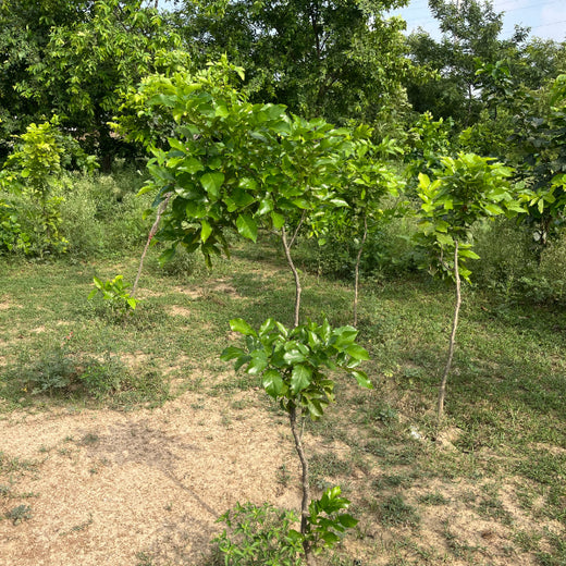 Premier Tech’s Green Footprint in Greater Noida – 1 year