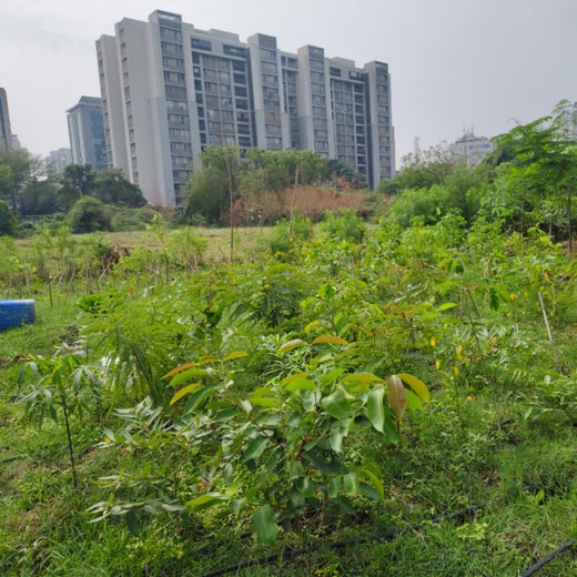 Building Greener Cities: Priority IDC’s Urban Forestry Initiative – 1 year