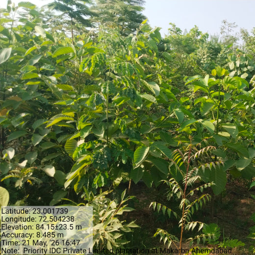 Building Greener Cities: Priority IDC’s Urban Forestry Initiative – 2 years