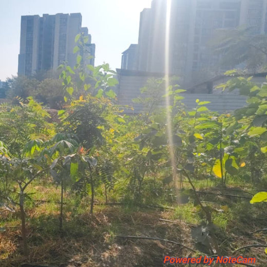 Building Greener Cities: Priority IDC’s Urban Forestry Initiative – 2 years