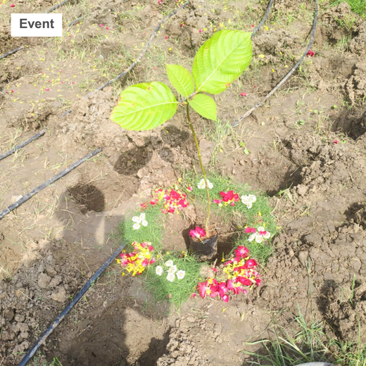 Building Greener Cities: Priority IDC’s Urban Forestry Initiative – 6 months