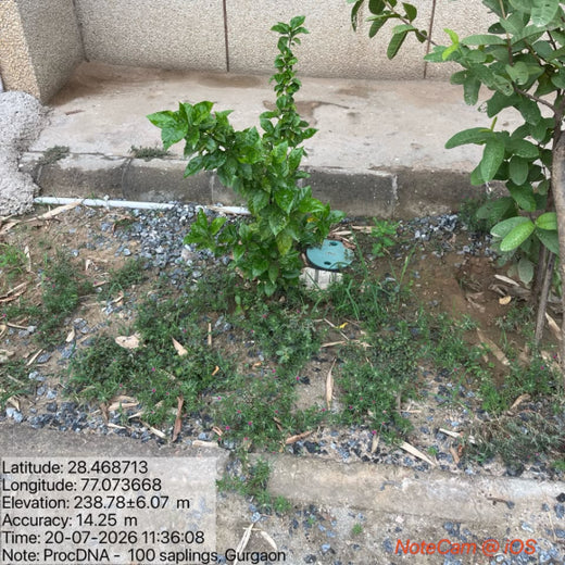 Deep Roots, Strong Teams: ProcDNA's Employee-Driven Green Initiative – 2 years