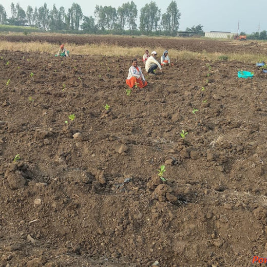 Birthday Blooms: ProcDNA’s Sustainable Gifting in Agroforestry – Planting