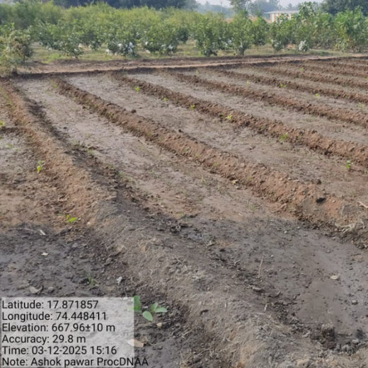 Birthday Blooms: ProcDNA’s Sustainable Gifting in Agroforestry – Planting