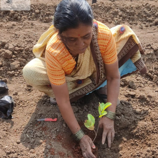 Birthday Blooms: ProcDNA’s Sustainable Gifting in Agroforestry – Planting