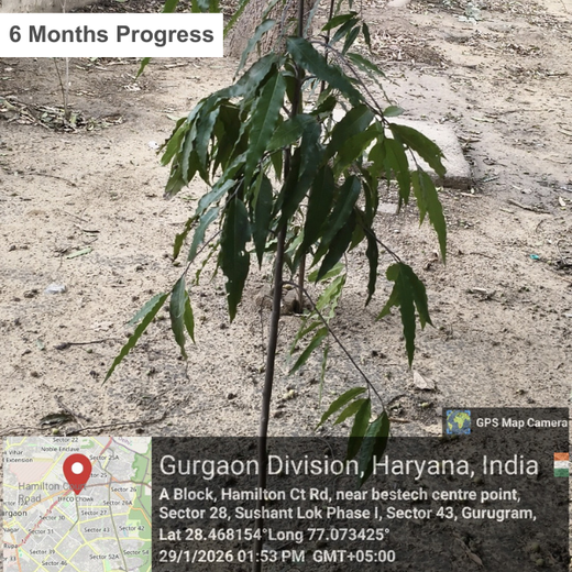 Deep Roots, Strong Teams: ProcDNA's Employee-Driven Green Initiative – 1 year