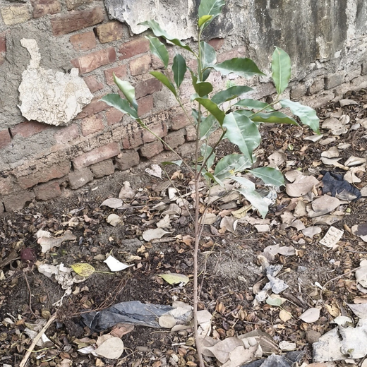 Deep Roots, Strong Teams: ProcDNA's Employee-Driven Green Initiative – 1 year
