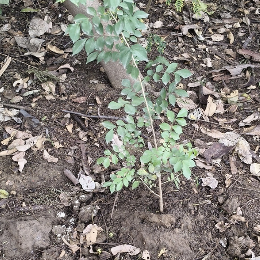 Deep Roots, Strong Teams: ProcDNA's Employee-Driven Green Initiative – 1 year
