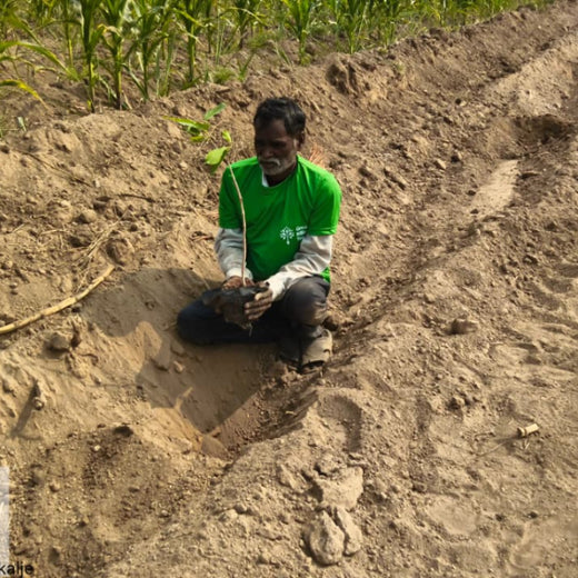 Mumbai Climate Week: Agroforest Plantation for Climate Resilience – Planting