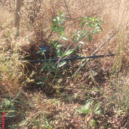 AgroForestry for Digital Payment Awareness Week - By Reserve Bank Of India(RBI) – 6 months