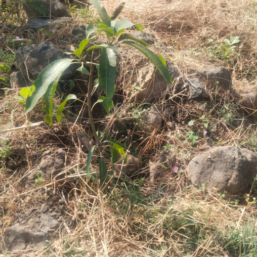 AgroForestry for Digital Payment Awareness Week - By Reserve Bank Of India(RBI) – 6 months